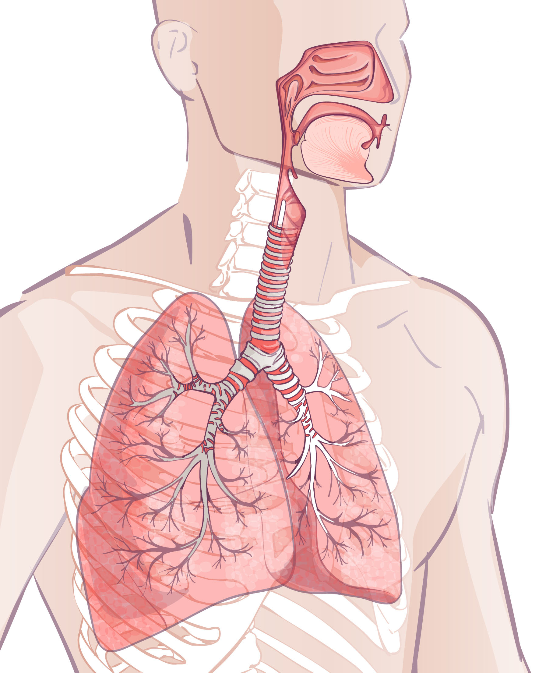 Atemwegserkrankungen vorbeugen mit Ginseng